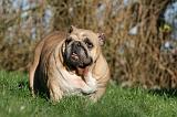 BULLDOG ANGLAIS 138